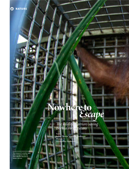 The Wildlife Warriors Saving Borneo's Orangutans