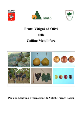 Frutti Vitigni Ed Olivi Colline Metallifere