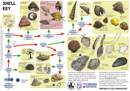 Shell Whelk Dog Whelk Turret It Could Be a Periwinkle Shell (Nucella Lapillus) Shell Spire Shell Thick Top Shell (Osilinus Lineatus) Dark Stripes Key on Body