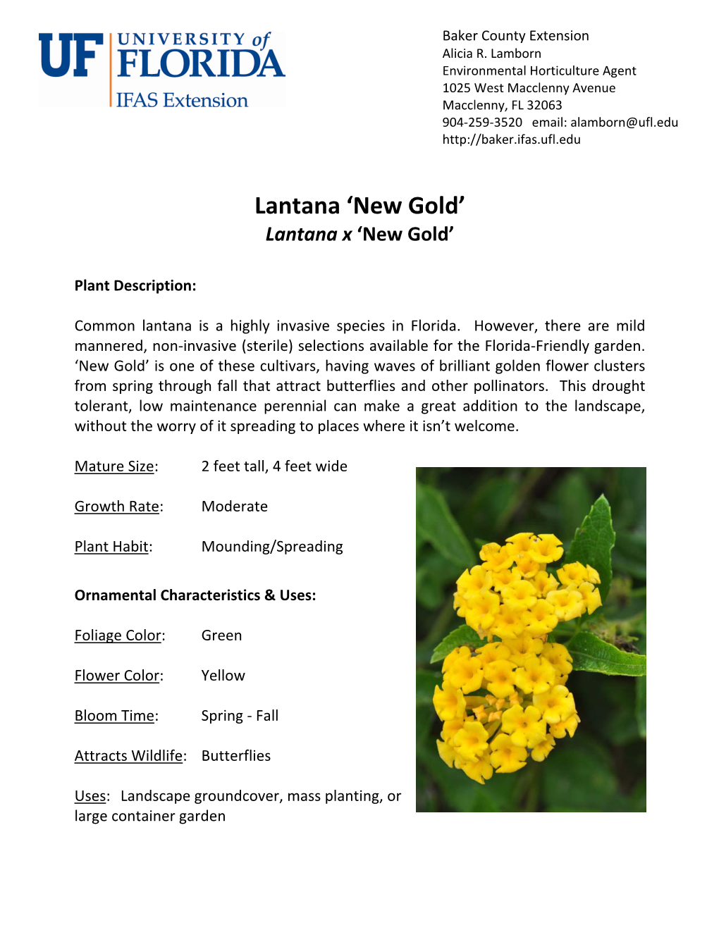 Lantana 'New Gold'