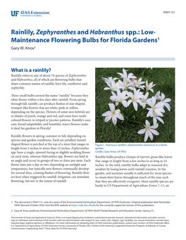 Rainlily, Zephyranthes Andhabranthus Spp