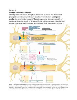 Lecture 8 Conduction of Nerve Impulse the Impulse Is Conducted Throughout the Neuron by One of Two Methods of Propagation:C