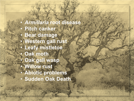 • Armillaria Root Disease • Pitch Canker • Bear Damage • Western Gall Rust