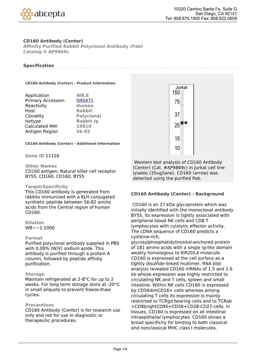 CD160 Antibody (Center) Affinity Purified Rabbit Polyclonal Antibody (Pab) Catalog # Ap9869c