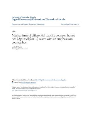 Mechanisms of Differential Toxicity Between Honey Bee (&lt;I&gt;Apis