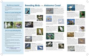 Breeding Birds of the Alabama Coast