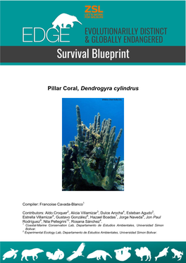 Pillar Coral, Dendrogyra Cylindrus