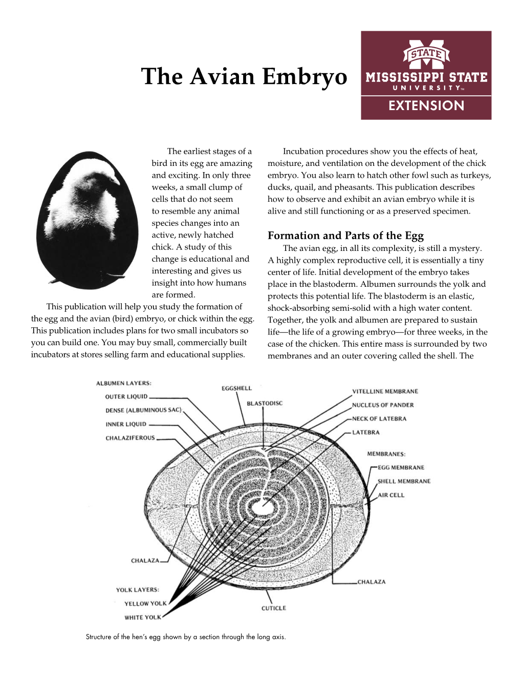 The Avian Embryo