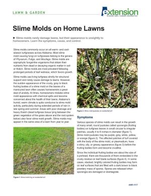 Slime Molds on Home Lawns