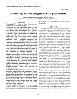 Morphology of Developing Human Occipital Squama