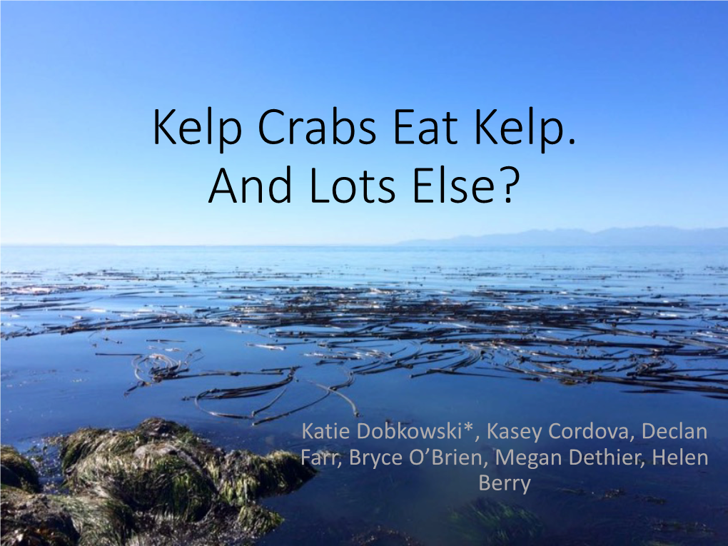 Northern Kelp Crab (Pugettia Producta)