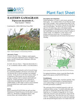 Plant Fact Sheet Eastern Gamagrass (Tripsacum Dactyloides)