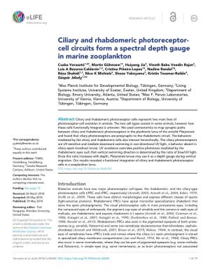 Ciliary and Rhabdomeric Photoreceptor- Cell Circuits Form A