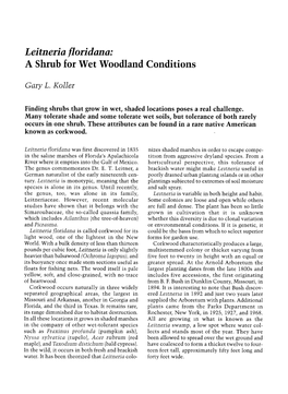Leitneria Floridana: a Shrub for Wet Woodland Conditions