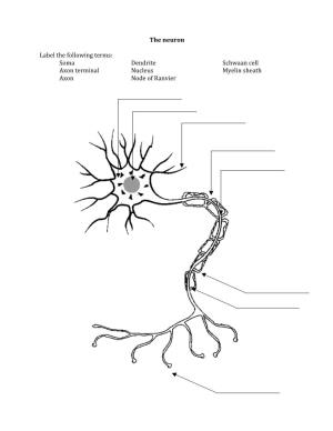 The Neuron Label the Following Terms: Soma Axon Terminal Axon Dendrite