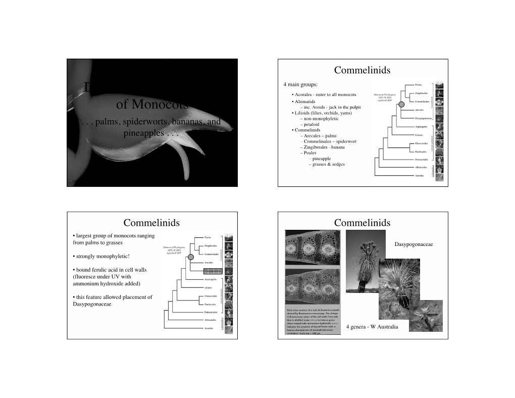 Diversity and Evolution of Monocots