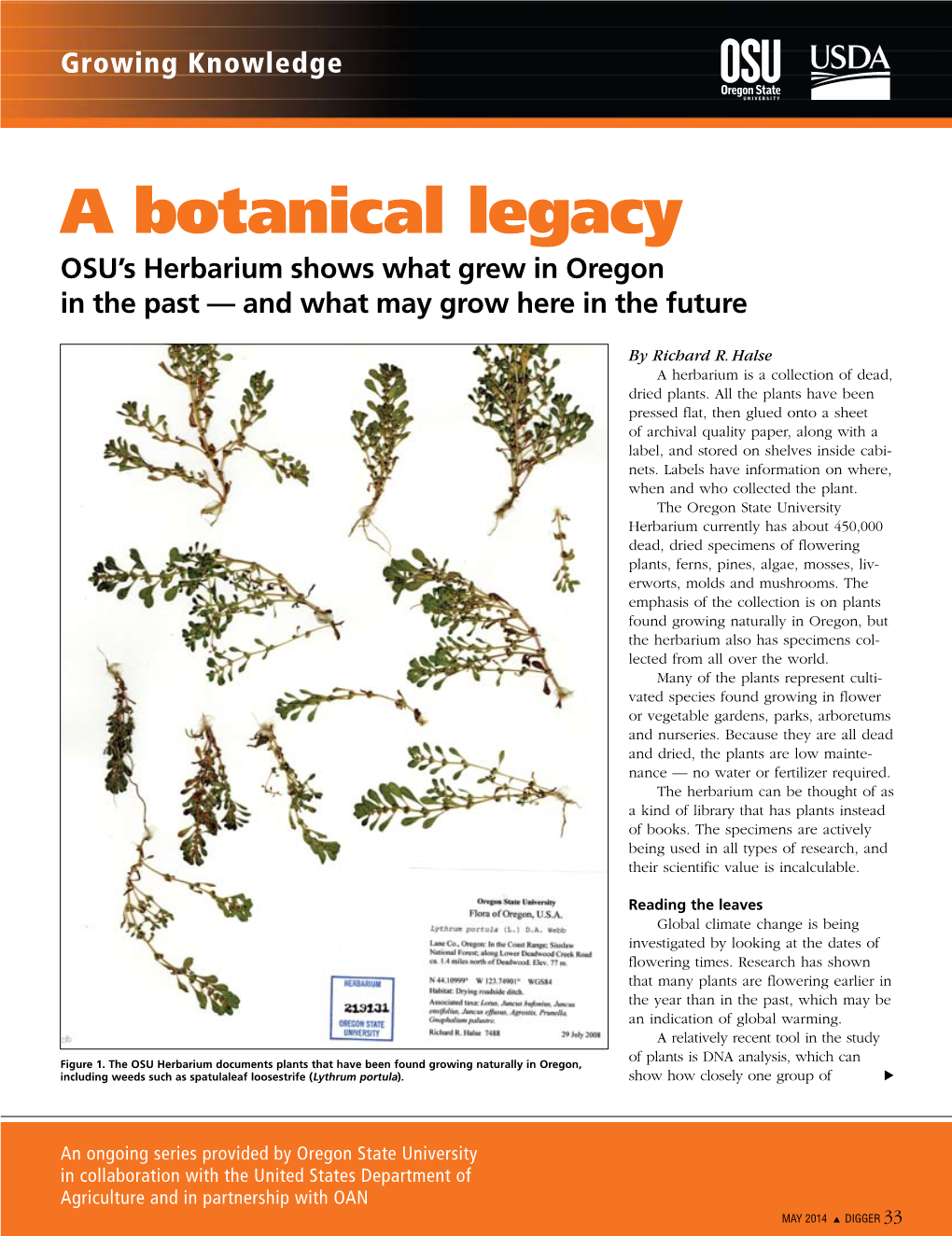 A Botanical Legacy OSU’S Herbarium Shows What Grew in Oregon in the Past — and What May Grow Here in the Future