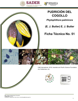 Pudrición Del Cogollo (Phytophthora Palmivora)