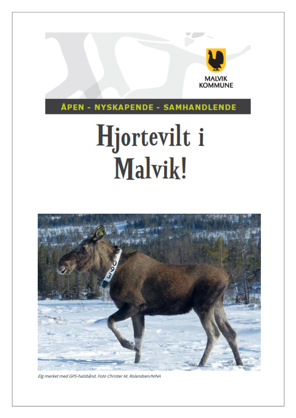 Informasjonsbrosjyre Om Hjortevilt I Malvik Kommune Side 2