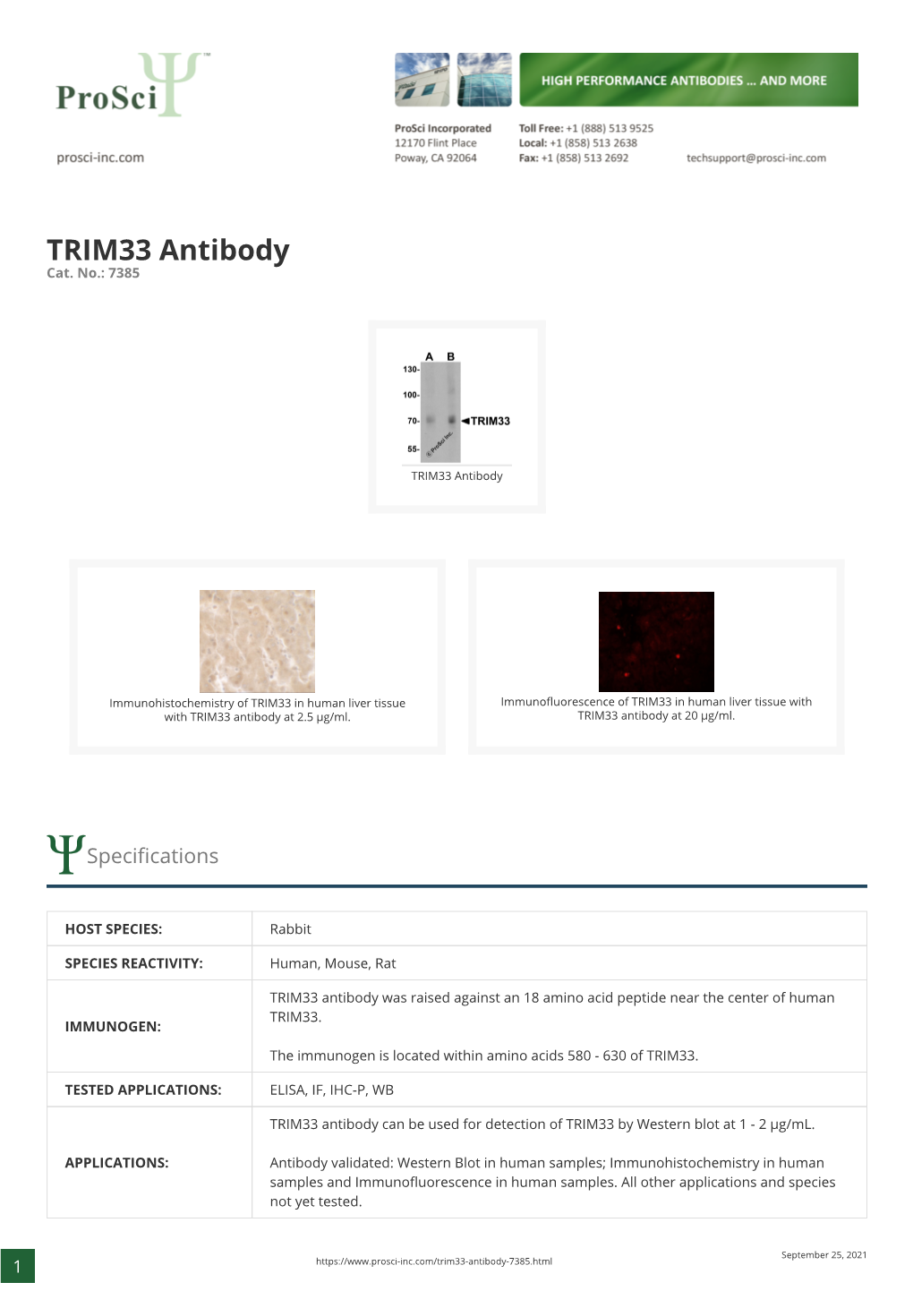 TRIM33 Antibody Cat