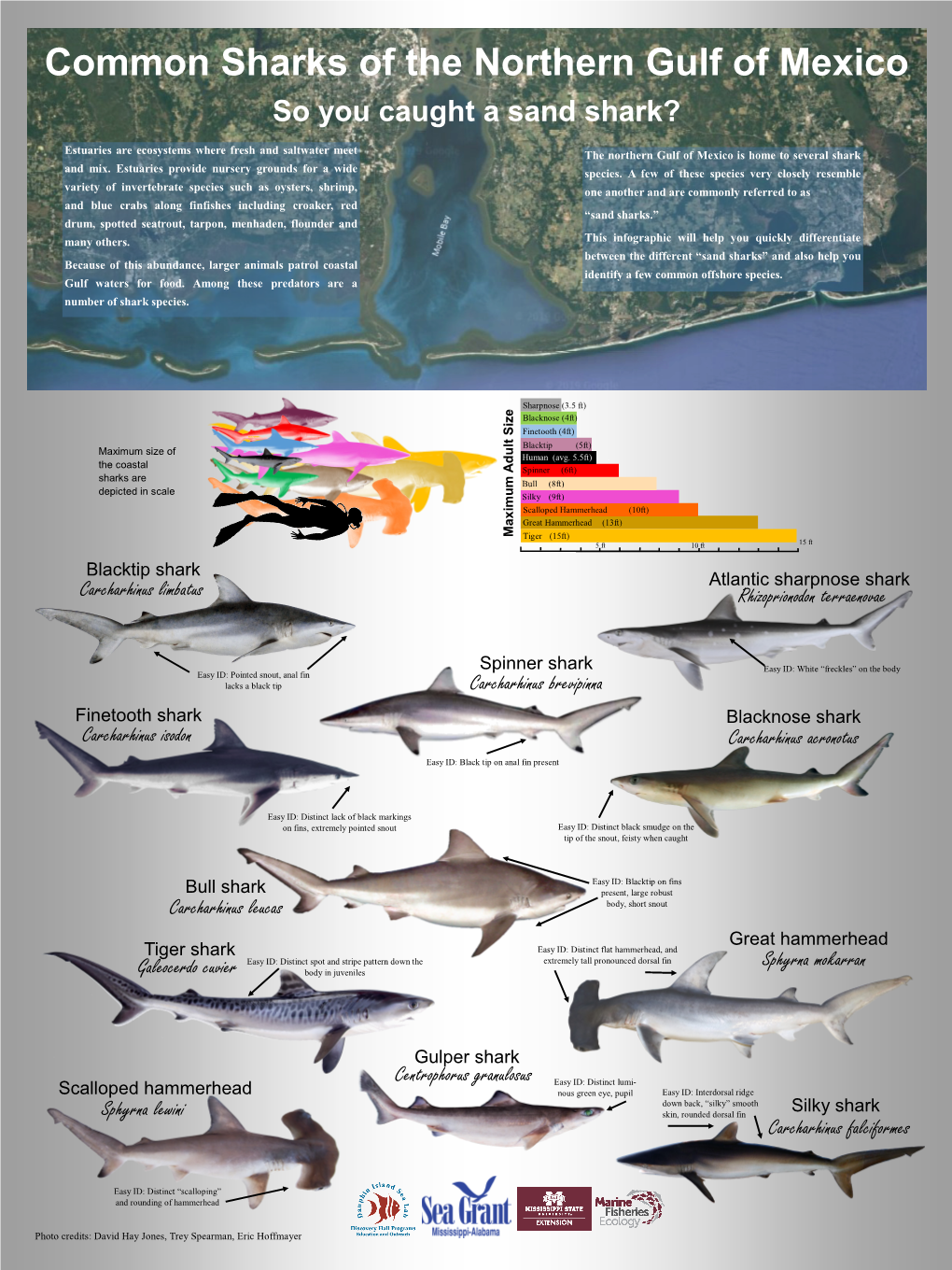 Common Sharks of the Northern Gulf of Mexico So You Caught a Sand Shark?