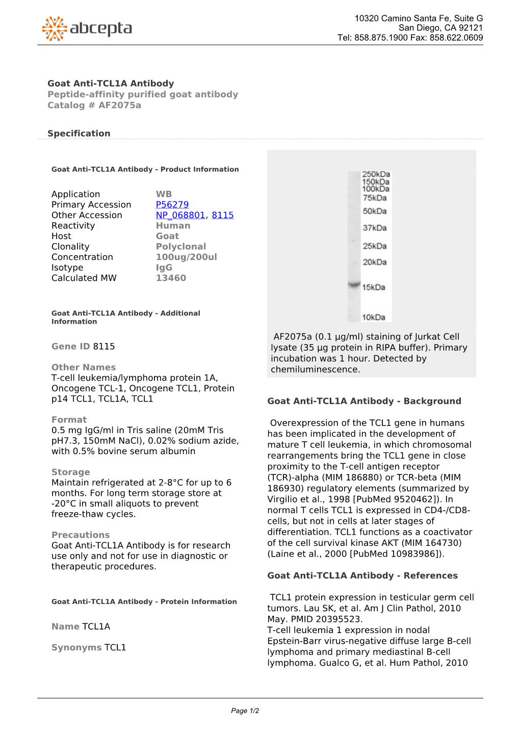 Goat Anti-TCL1A Antibody Peptide-Affinity Purified Goat Antibody Catalog # Af2075a