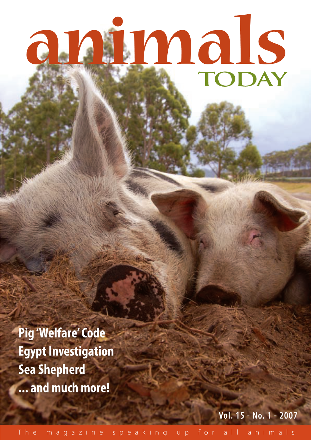 Pig 'Welfare' Code Egypt Investigation Sea Shepherd