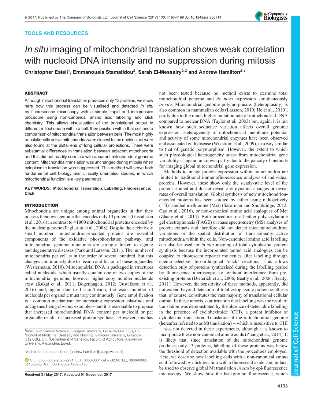 In Situ Imaging of Mitochondrial Translation Shows Weak Correlation