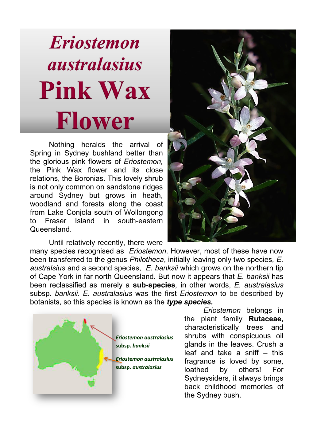 Pink Wax Flower