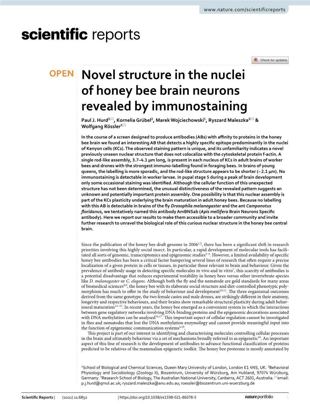 Novel Structure in the Nuclei of Honey Bee Brain Neurons Revealed by Immunostaining Paul J