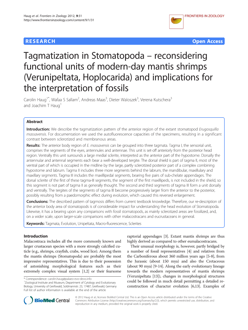 Tagmatization in Stomatopoda