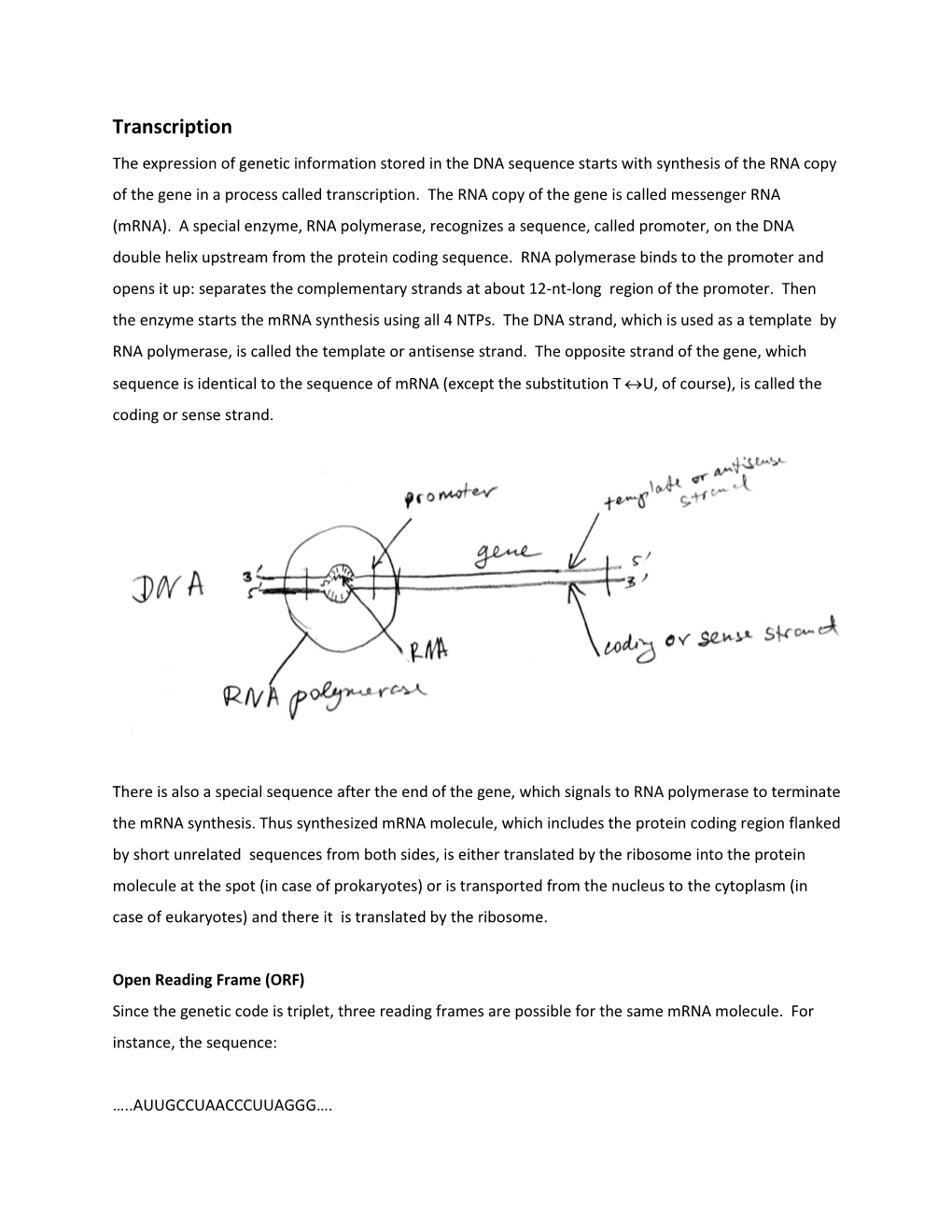 Transcription and Open Reading Frame