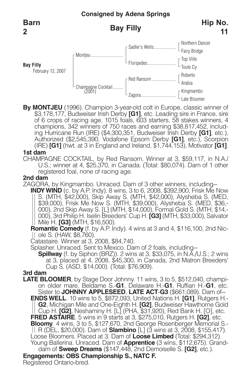 Bay Filly Barn 2 Hip No. 11