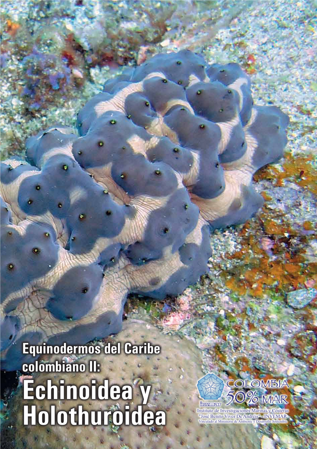 Equinodermos Del Caribe Colombiano II: Echinoidea Y Holothuroidea Holothuroidea