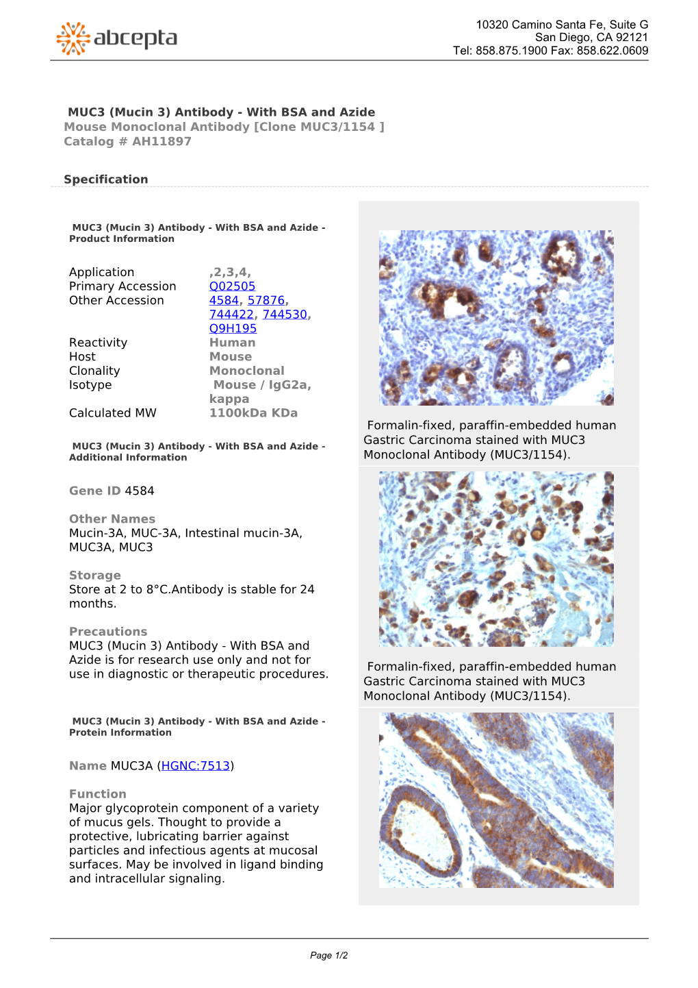 MUC3 (Mucin 3) Antibody - with BSA and Azide Mouse Monoclonal Antibody [Clone MUC3/1154 ] Catalog # AH11897