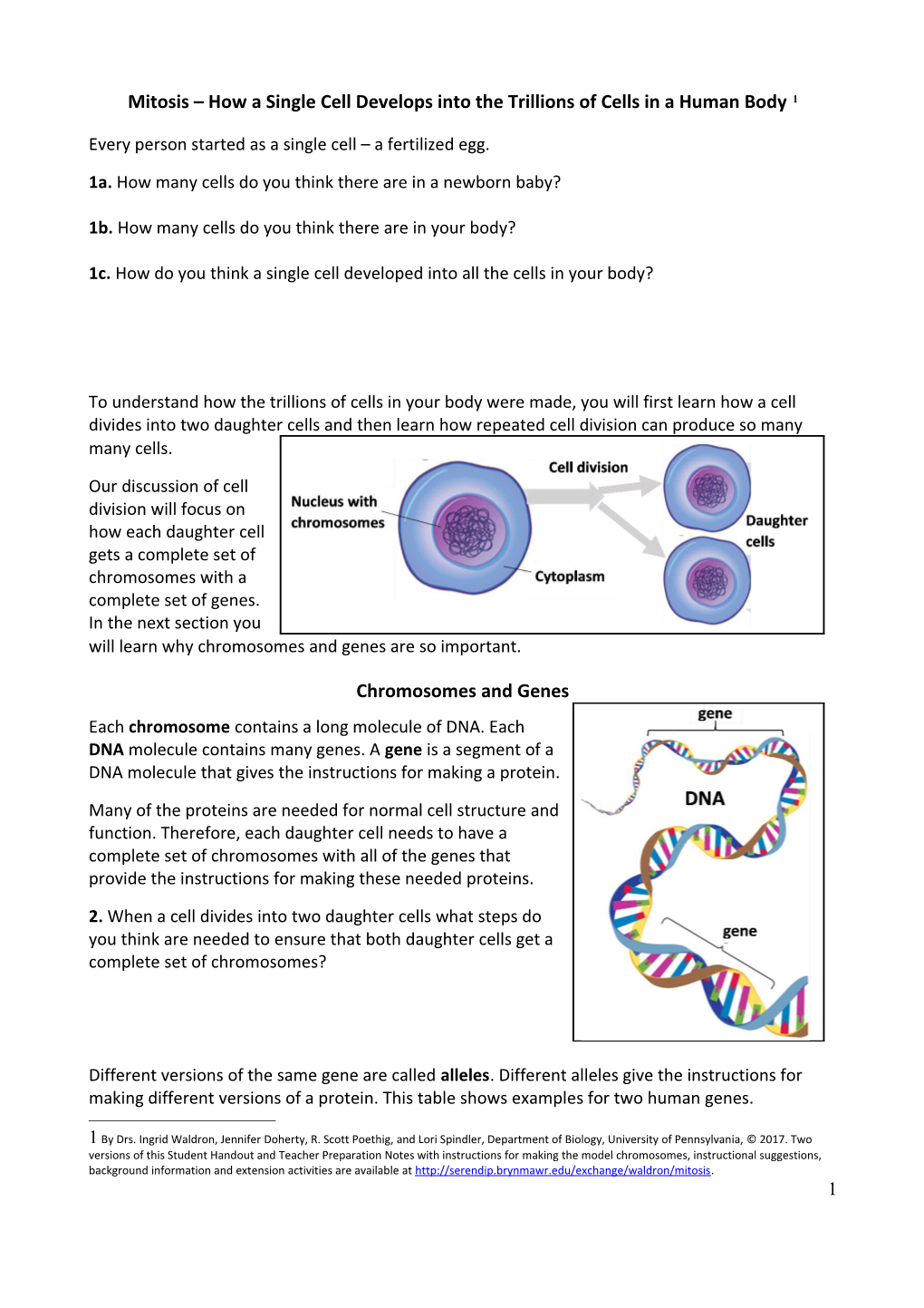 Mitosis How a Single Cell Develops Into the Trillions of Cells in a Human Body 1