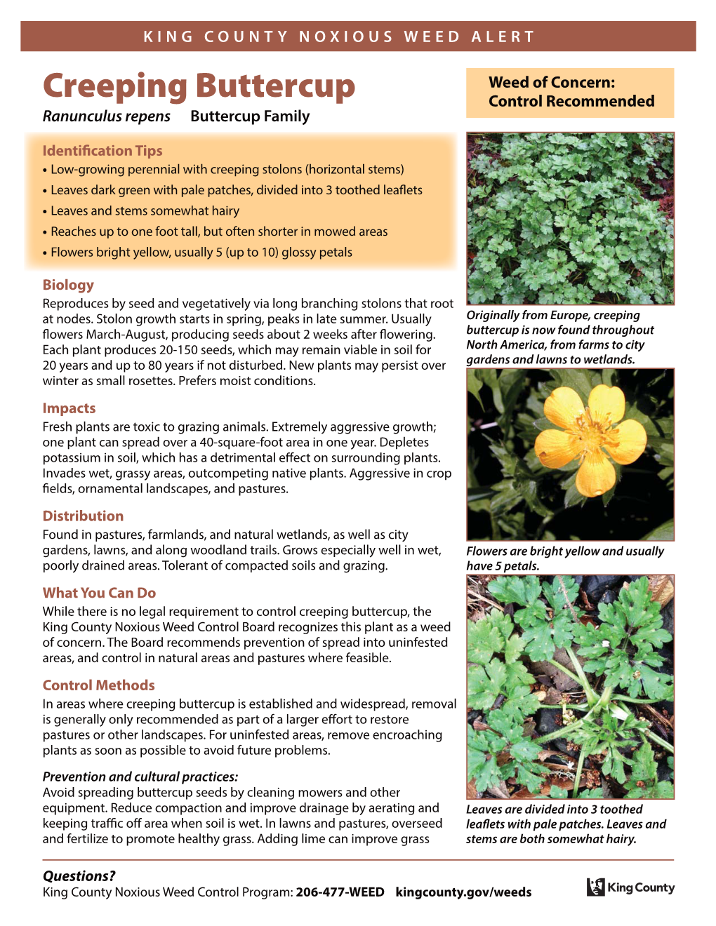 Creeping Buttercup Control Recommended Ranunculus Repens Buttercup Family