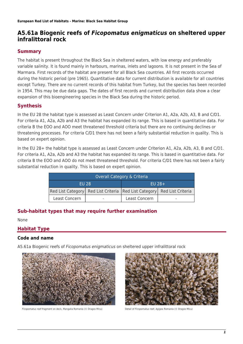 A5.61A Biogenic Reefs of Ficopomatus Enigmaticus on Sheltered Upper Infralittoral Rock