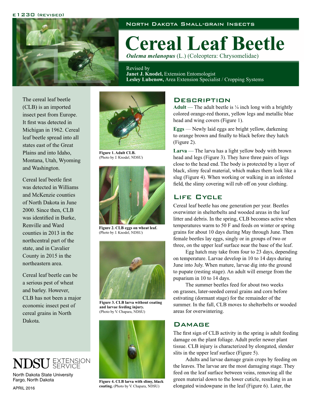 Cereal Leaf Beetle, Oulema Melanopus