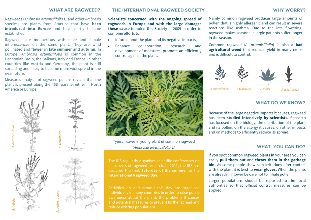 Ragweeds (Ambrosia Artemisiifolia L. and Other Ambrosia Species) Are Plants from America That Have Been Introduced Into Europe