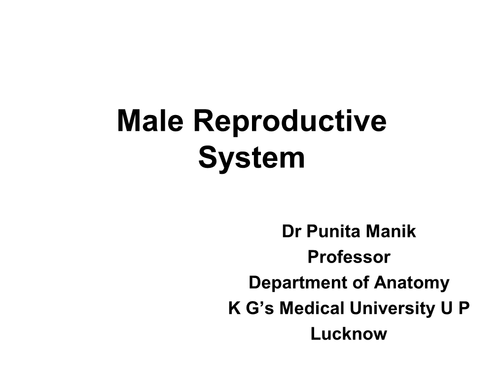 Male Reproductive System • Testis • Epididymis • Vas Deferens