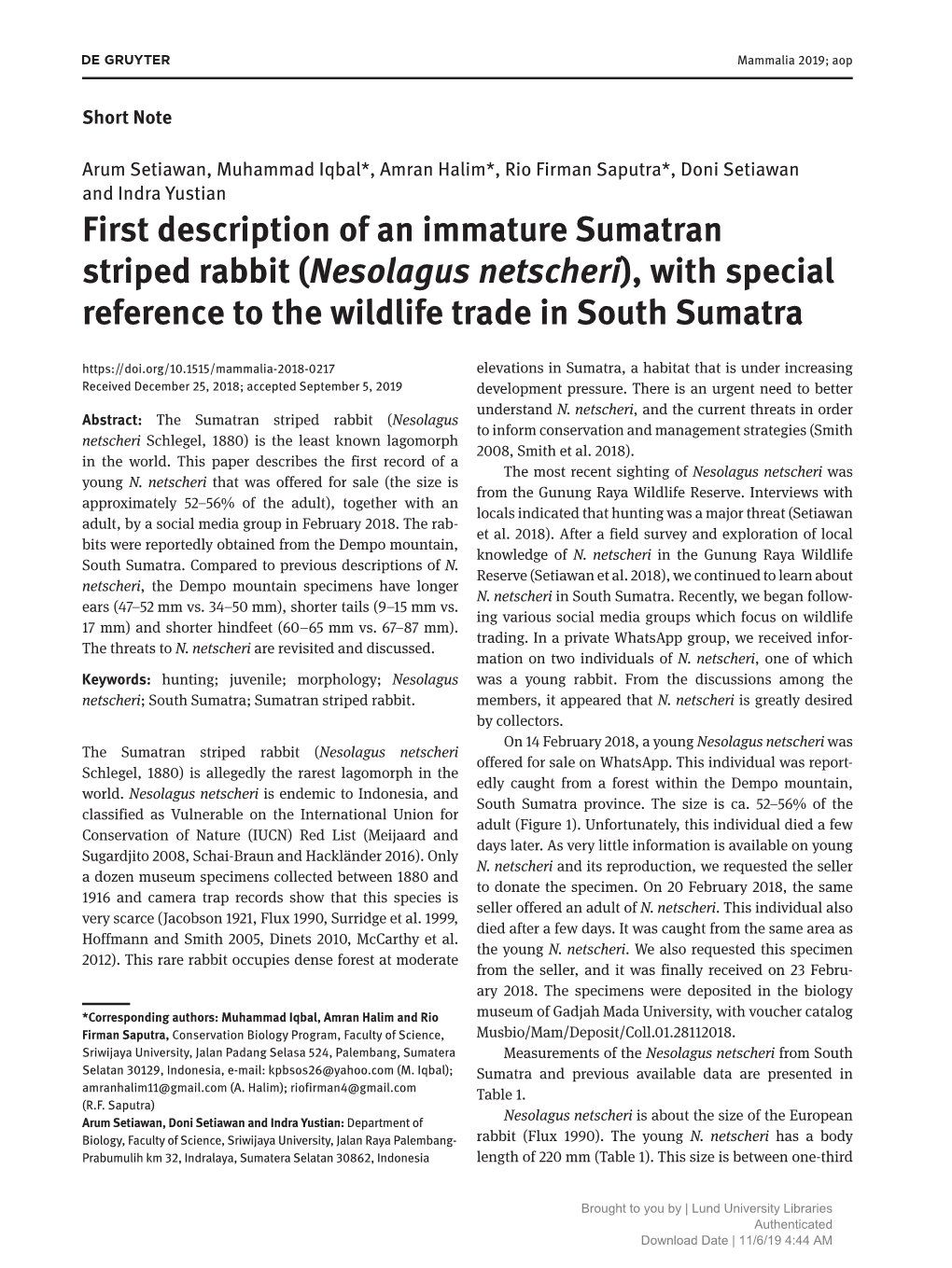 First Description of an Immature Sumatran Striped Rabbit (Nesolagus