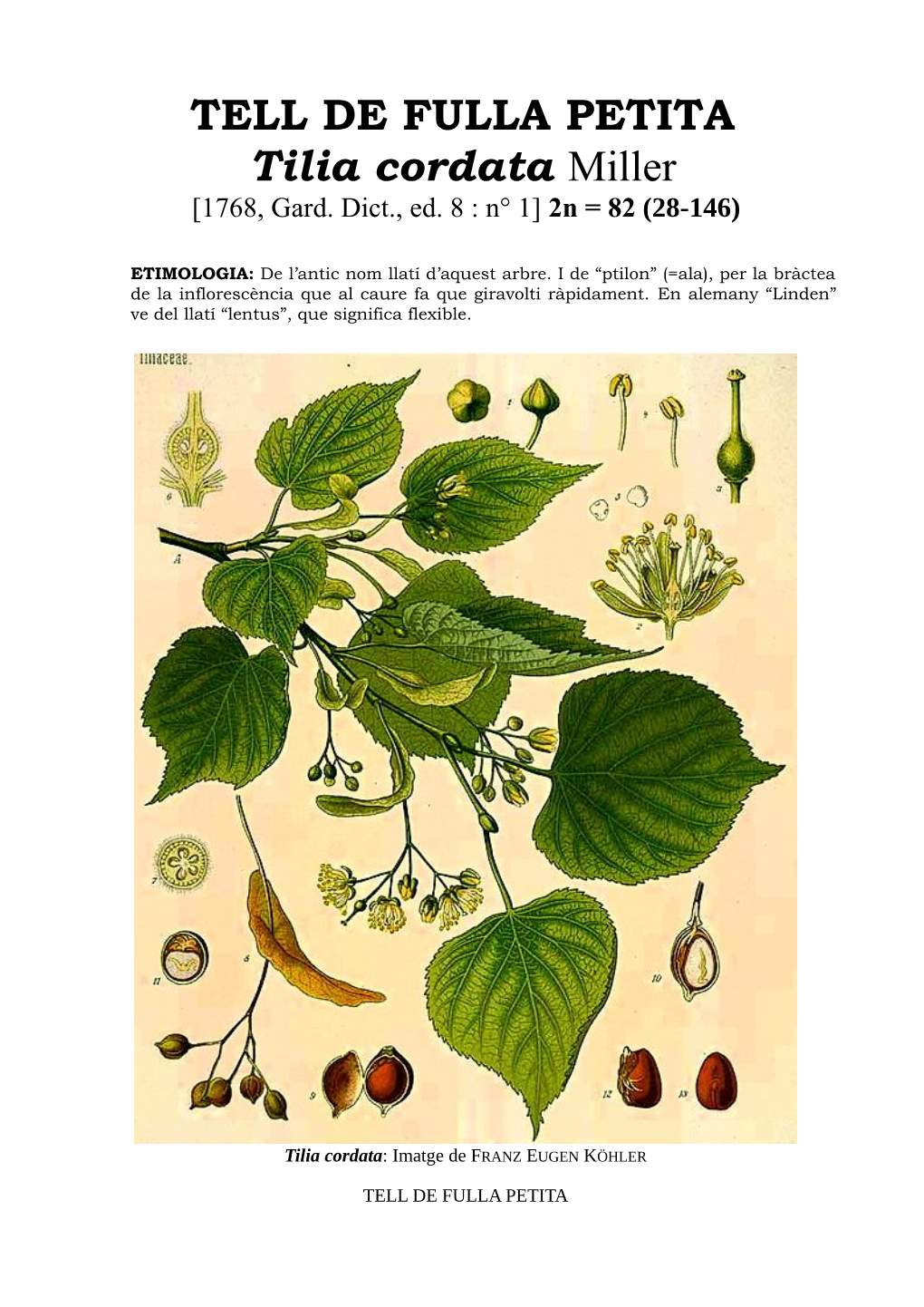 TELL DE FULLA PETITA Tilia Cordata Miller [1768, Gard