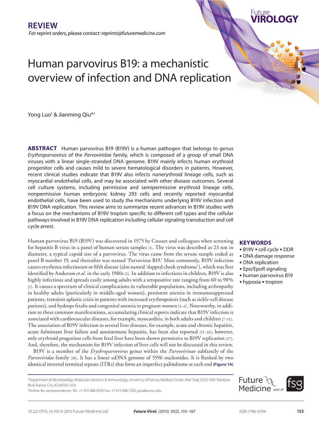 Human Parvovirus B19: a Mechanistic Overview of Infection and DNA Replication