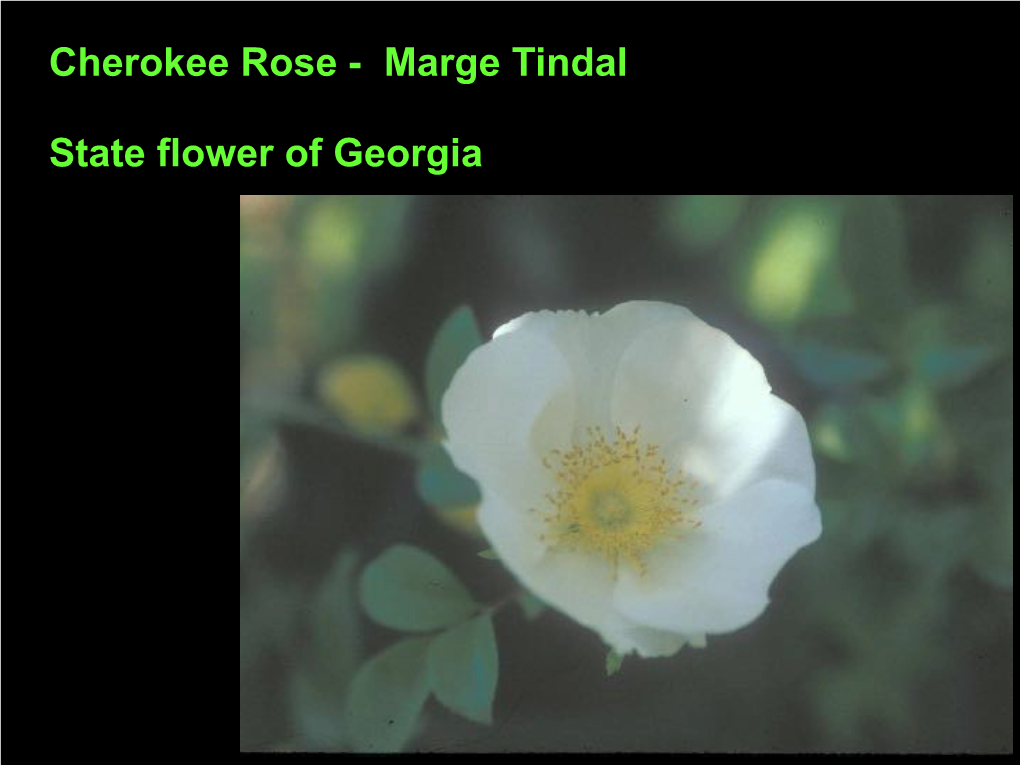 Cherokee Rose - Marge Tindal