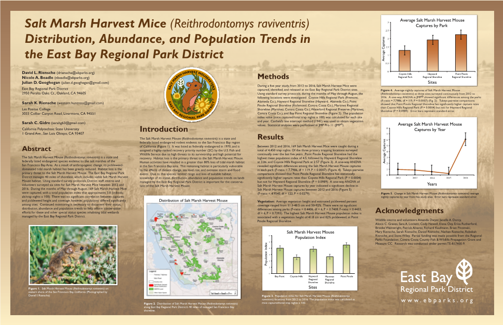 Salt Marsh Harvest Mice (Reithrodontomys Raviventris)