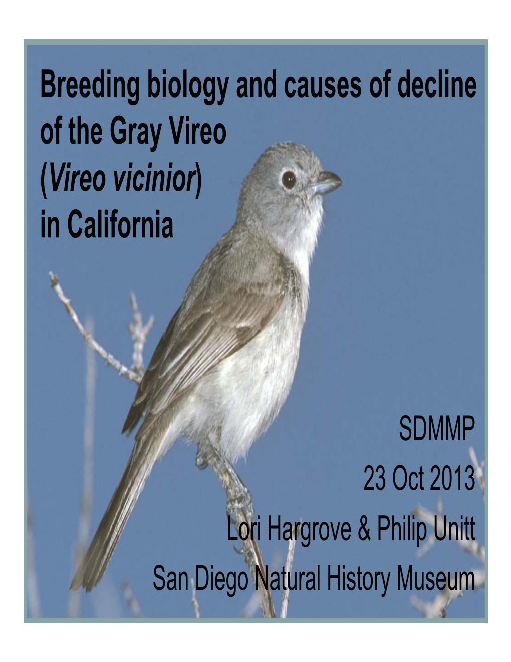 Vireo Vicinior) in California