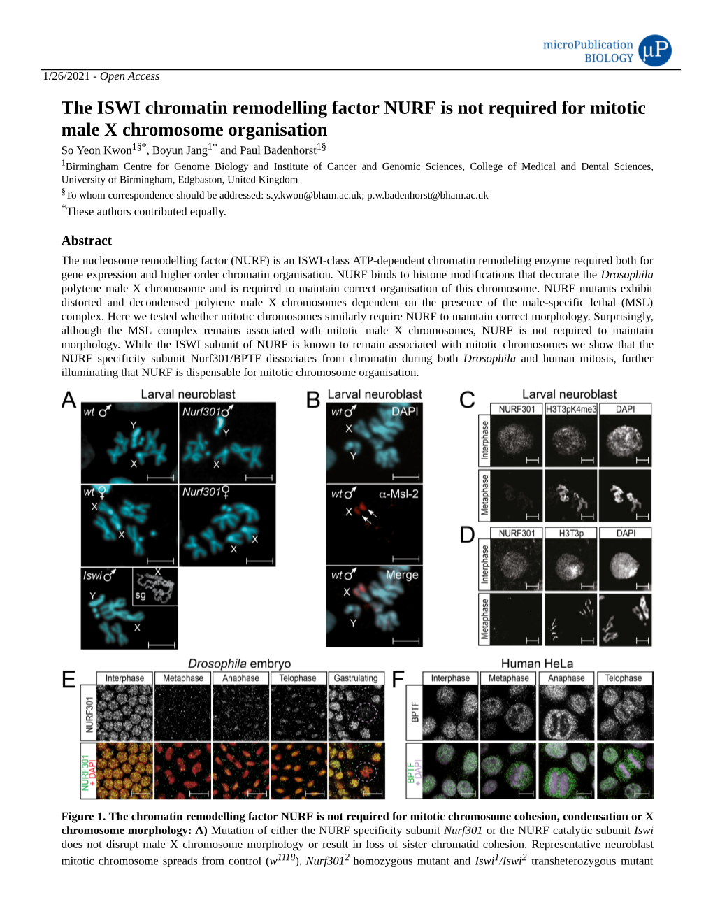 The ISWI Chromatin Remodelling Factor NURF Is Not Required for Mitotic