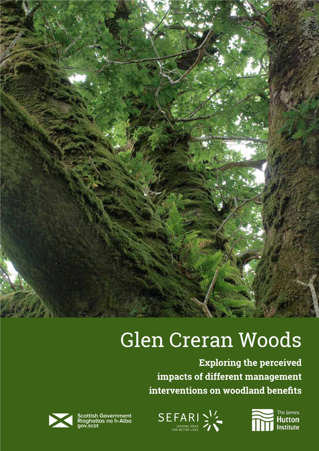 Glen Creran Woods