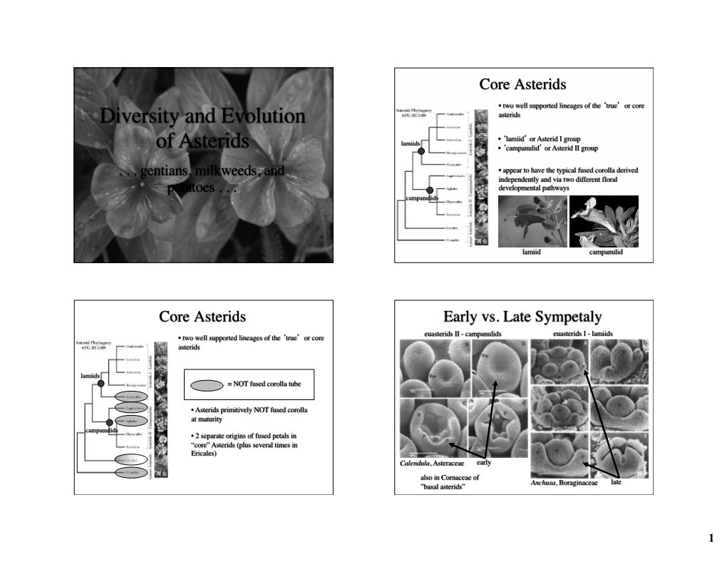 Diversity and Evolution of Asterids